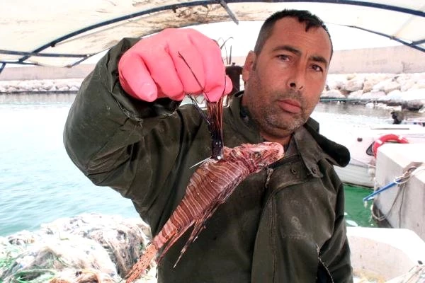 Akdeniz Kıyılarında Zehirli Aslan Balığı Tehlikesi Ortaya Çıktı