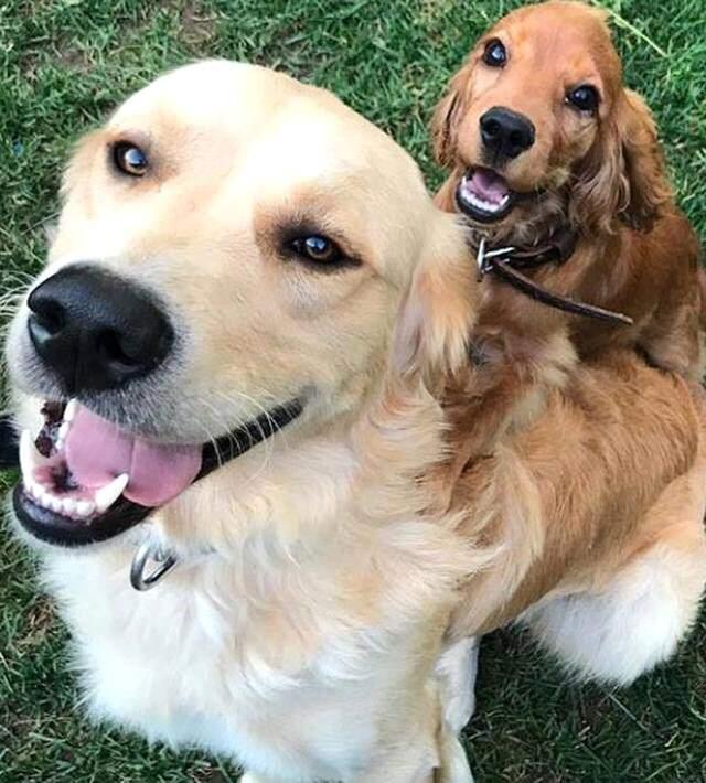 Alperen Duymaz'ın Köpeği, Oyuncu Arkadaşı Burak Deniz'in Dudağını Isırdı