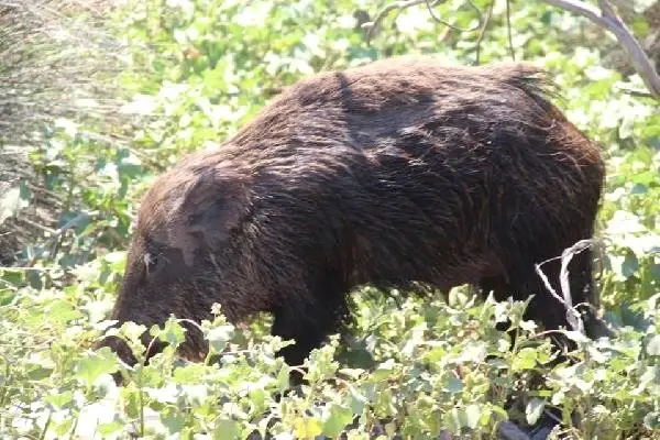 Çalıların Arasında Doğuran Domuz, Ekipleri Harekete Geçirdi