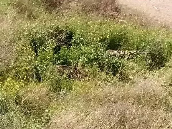 Çalıların Arasında Doğuran Domuz, Ekipleri Harekete Geçirdi