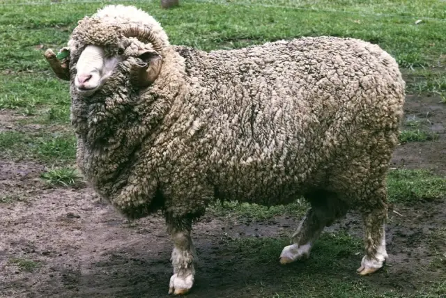 50 Yıl Önce Spermi Dondurulan Koç Baba Oldu