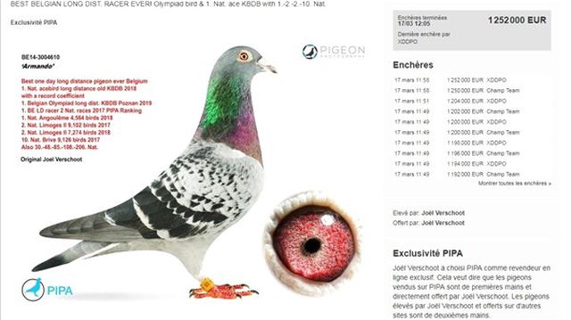 Dünyanın En Pahalı Güvercini, 1,25 Milyon Euro'ya Alıcı Buldu