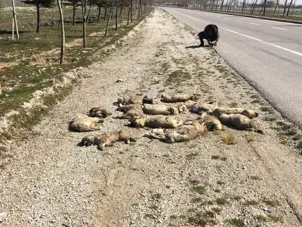 Tam Bir Vahşet! Yol Kenarında 13 Köpek Ölüsü Bulundu