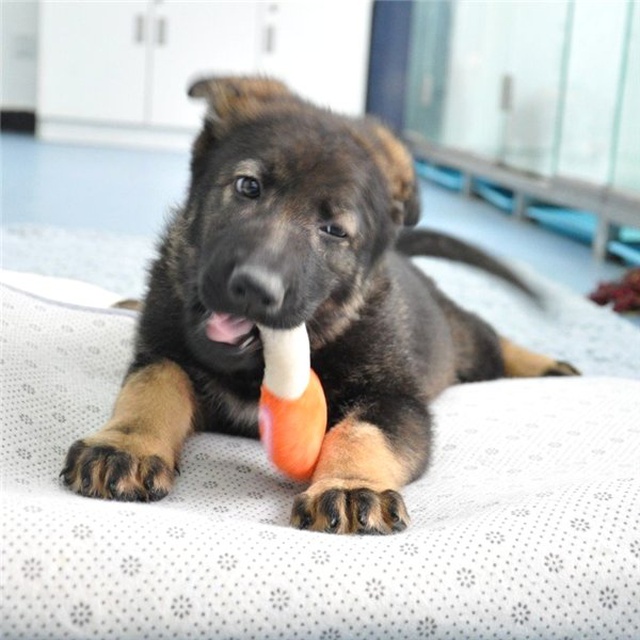 Çin, Köpek Eğitimlerini Kolaylaştırmak Adına Başarılı Polis Köpeklerini Klonlamaya Başladı