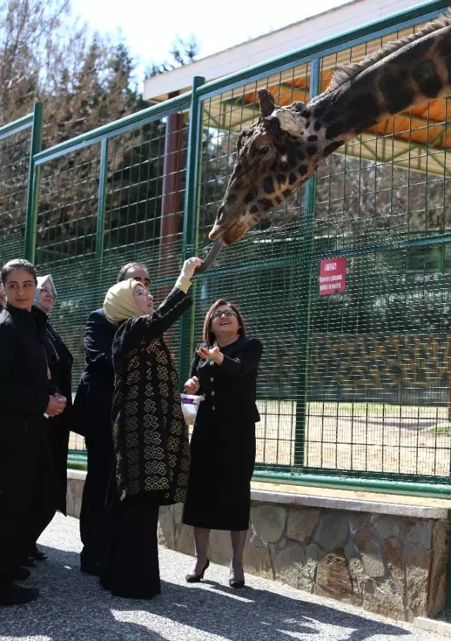 Emine Erdoğan, Cumhurbaşkanı Erdoğan'a Hediye Edilen Aslanları Gördü