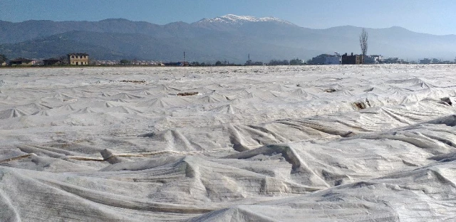 Patates Üreticileri Don Olayına Karşı Elyafla Önlem Aldı