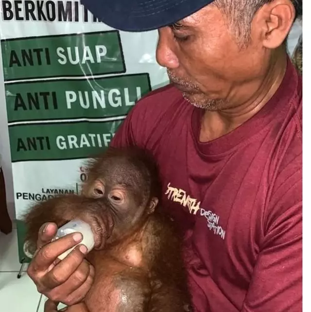 Endonezya: Ülkeden Kaçırılmaya Çalışılan Küçük Orangutan Havalimanında Kurtarıldı