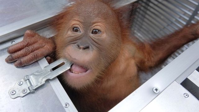 Endonezya: Ülkeden Kaçırılmaya Çalışılan Küçük Orangutan Havalimanında Kurtarıldı