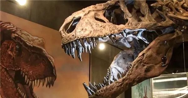 28 Yıl Önce Kanada'da Bulunan T-Rex İskeleti, En Büyük İskelet İlan Edildi
