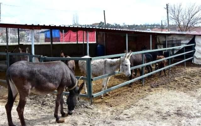 Eşeğin Sütünü de Sütünden Elde Ettiği Sabunları da Satıyor