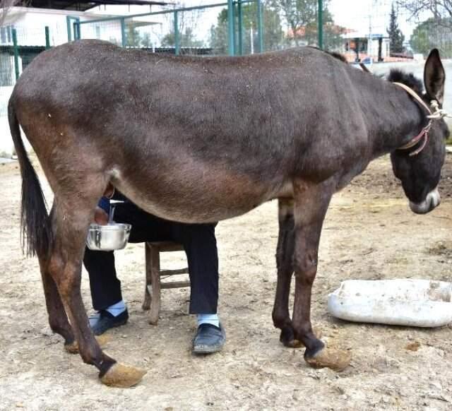 Eşeğin Sütünü de Sütünden Elde Ettiği Sabunları da Satıyor