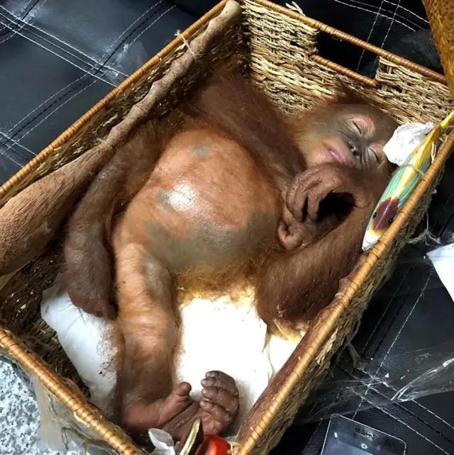 Bavulunda Yavru Orangutan Kaçırmaya Çalışırken Yakalandı