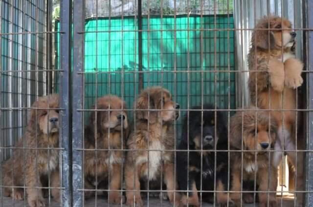 Yetiştirdiği Köpekler 150 Bin Liraya Kadar Alıcı Buluyor