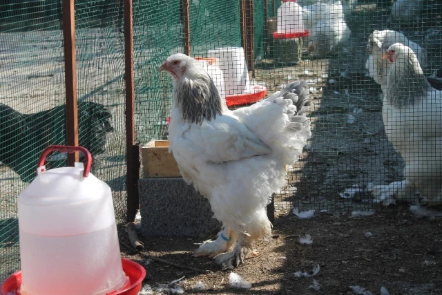 Yetiştirdiği Tavukların Yumurtasını 400 TL'den, Civcivini ise Bin TL'den İhraç Ediyor