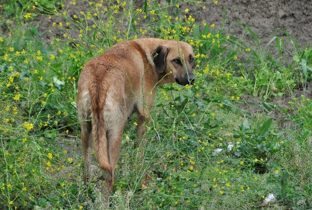Yavruları Telef Olan Köpek Mahalle Sakinlerini Duygulandırdı