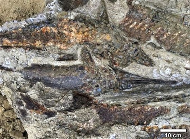 Dinozorların Öldüğü Günün Kaydı Fosillerde Ortaya Çıktı