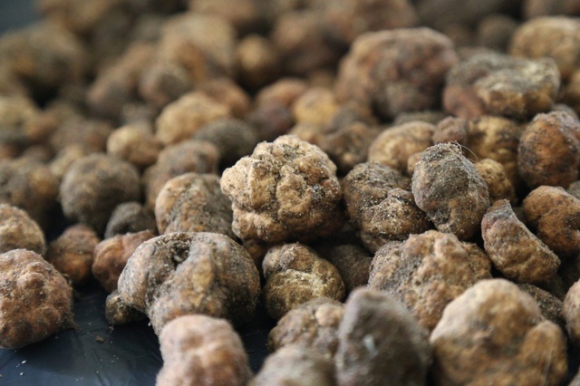 5 Kilo 700 Gram Trüf Mantarını Yurt Dışına Kaçırmak İsteyince 60 Bin Lira Cezayı Yedi