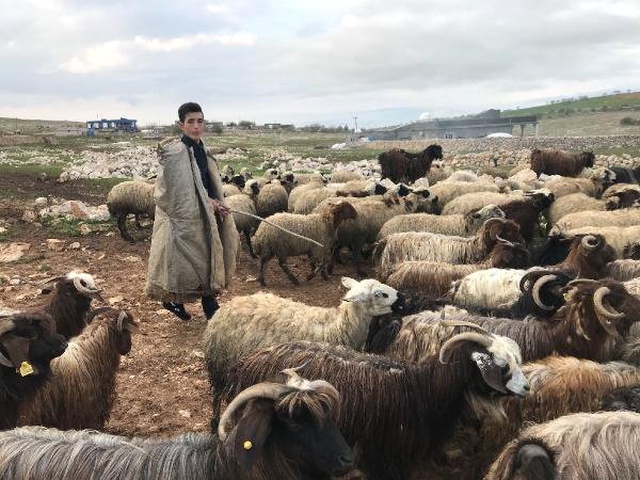 Çoban Barış, İlk Kez Oy Kullandığı Seçimde Muhtar Oldu