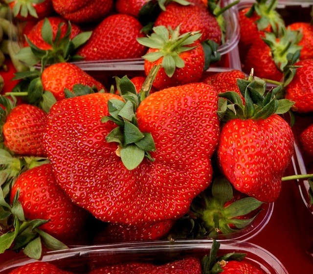 Bir Adeti 100 Gram Geliyor! Bu Çileği Görenler Merakla İnceliyor