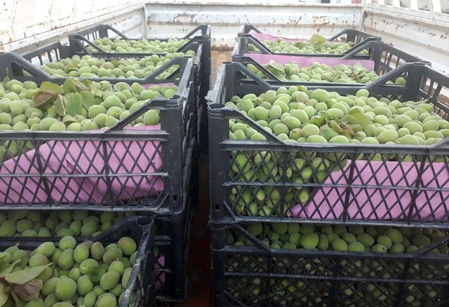 Kayısı Çağlasının Kilosu 10 Liradan Alıcı Buluyor
