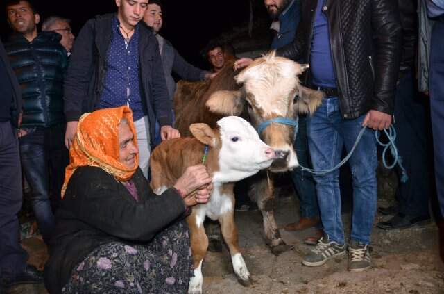 Bakanlık, İneğinin Arkasından Gözyaşı Döken Nine İçin Harekete Geçti Bakanlık, İneğinin Arkasından Gözyaşı Döken Nine İçin Harekete Geçti