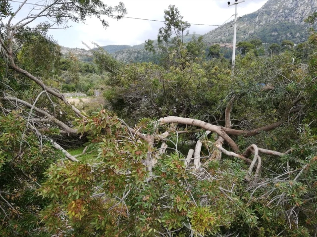 Akbük Koyu'nda Ağaç Katliamı! Manzarayı Gören Şaşkına Döndü