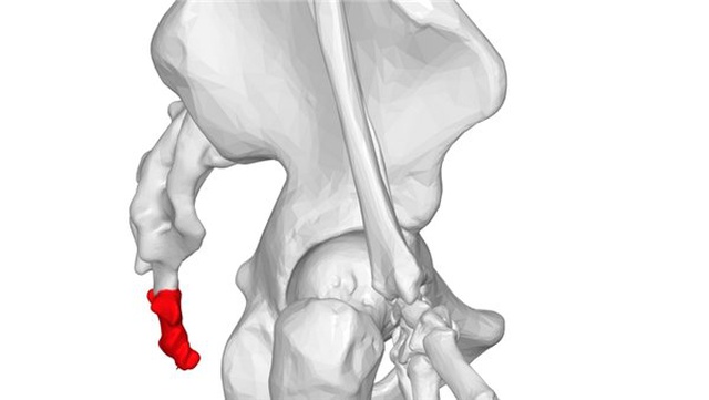 İnsan Vücudunda Bulunan 10 Körelmiş Organ ve Kas