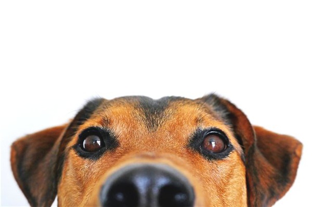 Köpekler, Kanseri Teşhis Etmede %97 Oranında Başarı Sağlıyor