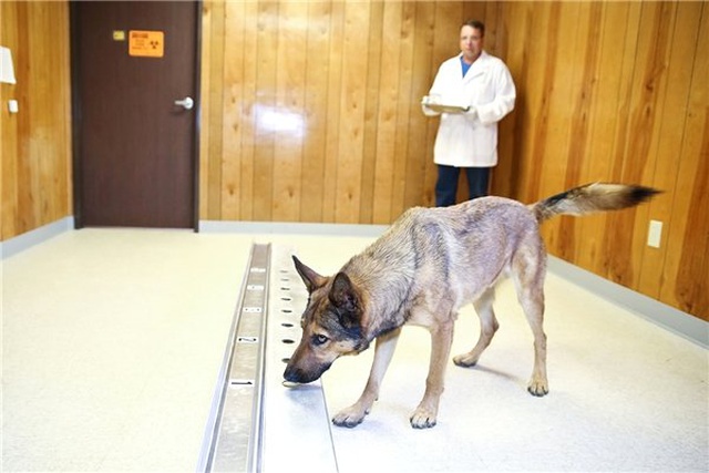 Köpekler, Kanseri Teşhis Etmede %97 Oranında Başarı Sağlıyor