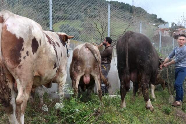 TEM'de Feci Kaza: 20 Kilometrelik Araç Kuyruğu Oluştu TEM'de Feci Kaza! TIR Parçalandı, Kasadaki Büyükbaş Hayvanlar Yola Savruldu