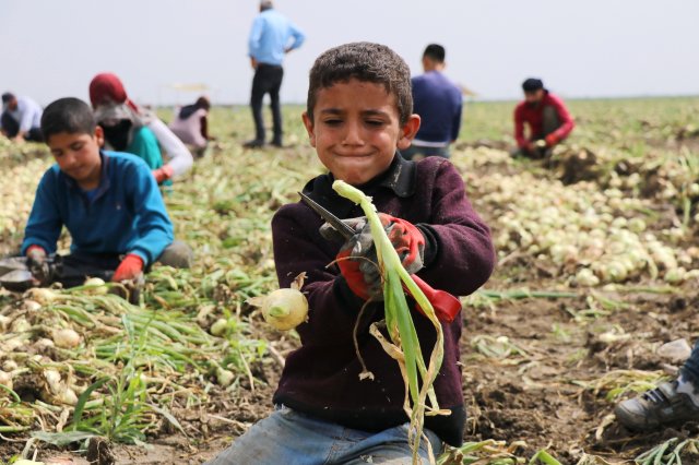 Adana'da Turfanda Soğan Hasadı Başladı, Fiyatlar Yarı Yarıya Düşecek