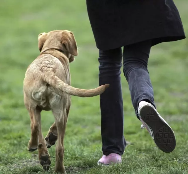 Köpek Sahipleri, Kedi Sahiplerine Kıyasla Daha Mutlu'