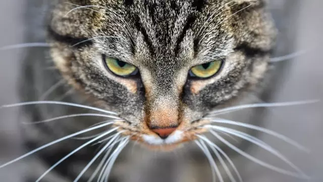 Köpek Sahipleri, Kedi Sahiplerine Kıyasla Daha Mutlu'