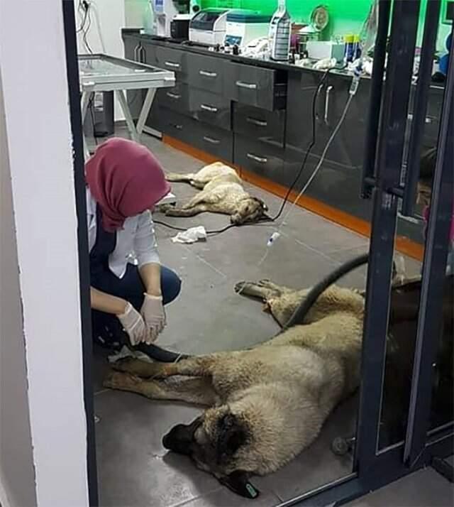 Ankara'da 16 Köpeğin Zehirlenmesi Olayında Caniler Serbest Bırakıldı