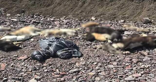 Ankara'da Boş Arazide Onlarca Köpeğin Cesedi Bulundu