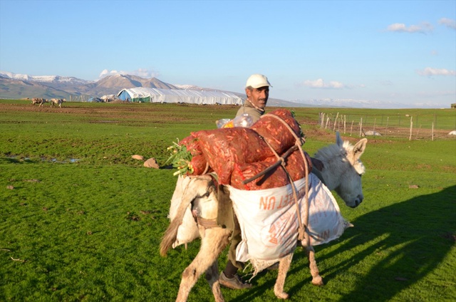 Baharın Müjdecisi 