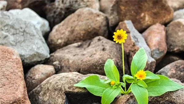 Daha İyi Fotoğraf Çekmek İçin 10 Ünlü Yazardan 10 Müthiş Tüyo