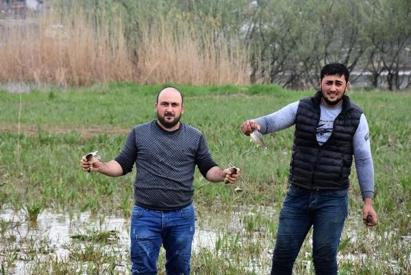 Milyonlarca Balık Kıyıya Vurdu, Duyan Koşarak Gelip Çuval Çuval Topladı