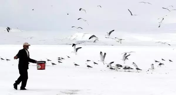 Buzla Kaplı Çıldır Gölü'nde Her Gün Martıları Besliyor