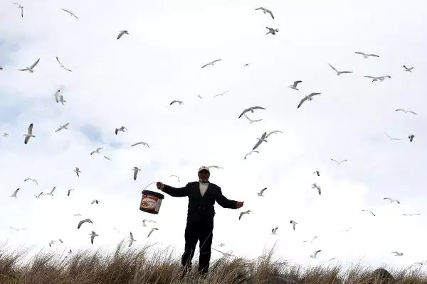 Buzla Kaplı Çıldır Gölü'nde Her Gün Martıları Besliyor