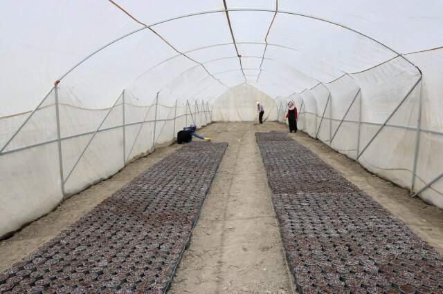 2 Tane Daha 'Milli Patates' Çeşidi Tescillendi 2 Tane Daha