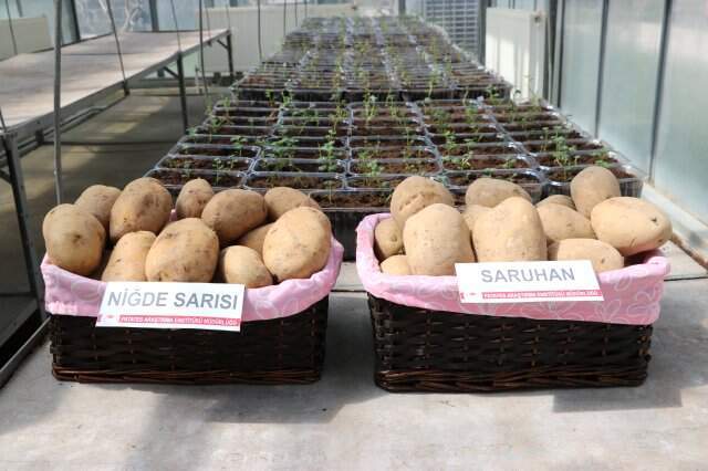 2 Tane Daha 'Milli Patates' Çeşidi Tescillendi 2 Tane Daha