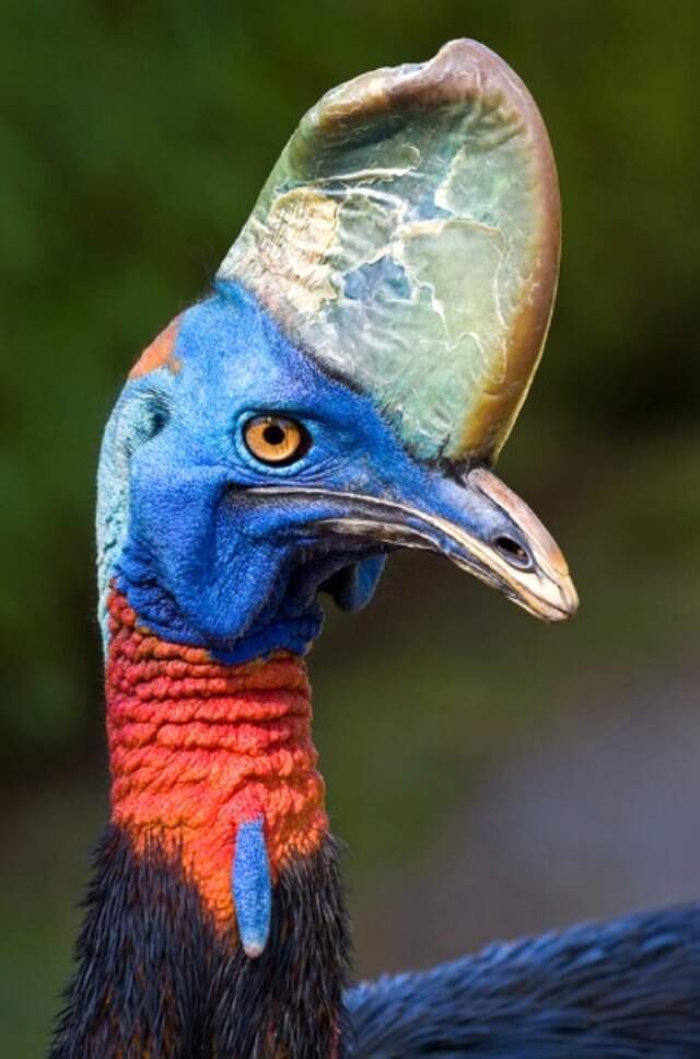 Cassowary Kuşu Sahibini Öldürdü! Cassowary Nedir, Nerede Yaşar? Cassowary Kuşu Sahibini Öldürdü! Cassowary Nedir, Nerede Yaşar?