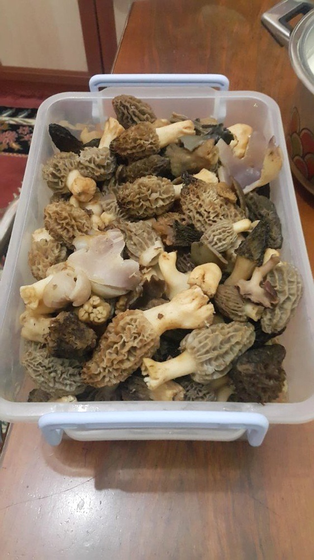 Kilosu 100 TL'ye Satılan Kuzugöbeği Mantarını Bulmak İçin Dağ, Tepe Demeden Arıyorlar