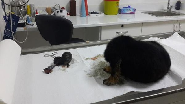 Gebe Olduğunu Anlamadığı Köpeği Yolda Doğum Yaptı