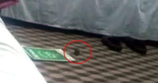 Elektrik Kablosunu Kemiren Farenin Akıma Kapıldığı An Kamerada!