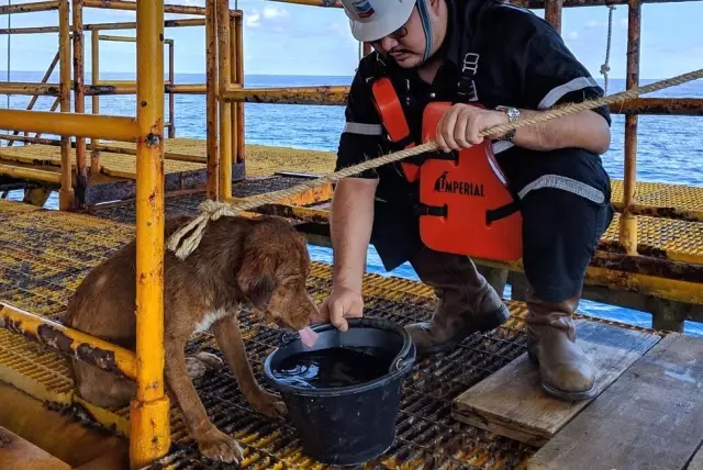 Tayland'da Bir Köpek Kıyıdan 220 Km Açıkta Kurtarıldı