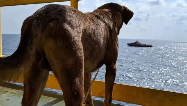 Tayland'da Bir Köpek Kıyıdan 220 Km Açıkta Kurtarıldı