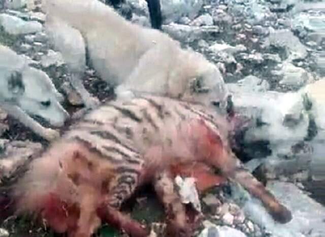 Çizgili Sırtlanı Köpeklere Boğduran Kişilerin Cezası Belli Oldu Çizgili Sırtlanı Köpeklere Boğduran Kişilerin Cezası Belli Oldu
