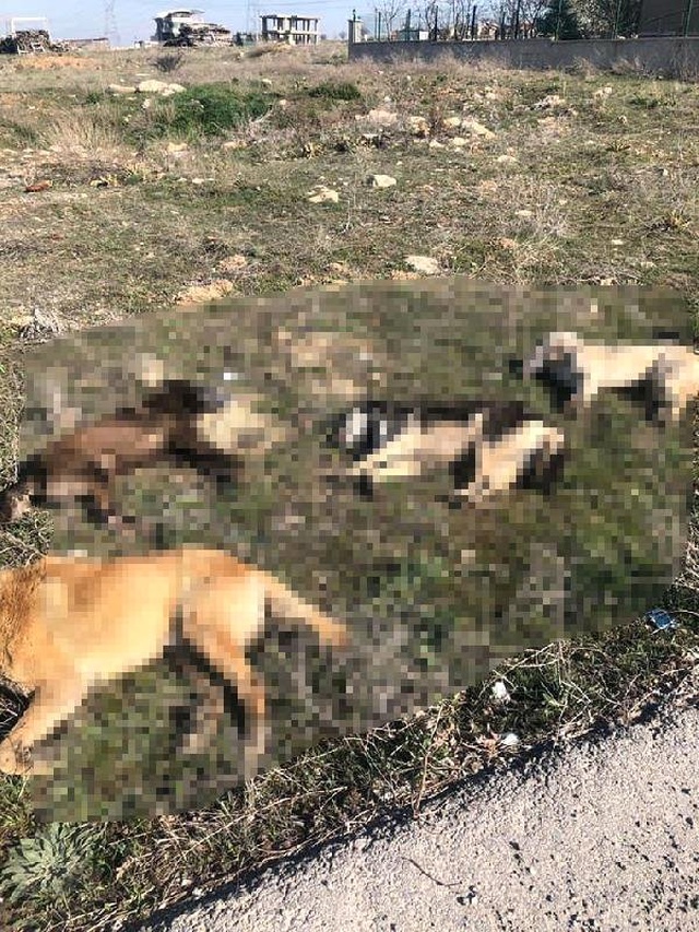 Ankara'da, 7 Köpeğin Daha Telef Edilmesine Hayvanseverlerden Tepki: Artık Halimiz Kalmadı